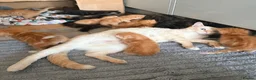 Mixed Breed cats for sale: Beautiful Ragdoll Cross Kittens - Advert 10