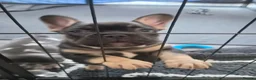 French Bulldog dogs for sale: FRENCH BULLDOGS  in Coalville - Advert 7