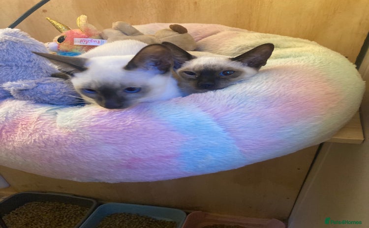 Siamese cats - Advert 1