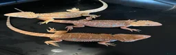 Bearded Dragon reptiles for sale: Red hypo baby bearded dragons  - Advert 6