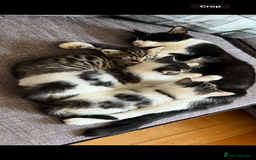 Mixed Breed cats for sale: 2 male kittens for sale  - Image 8