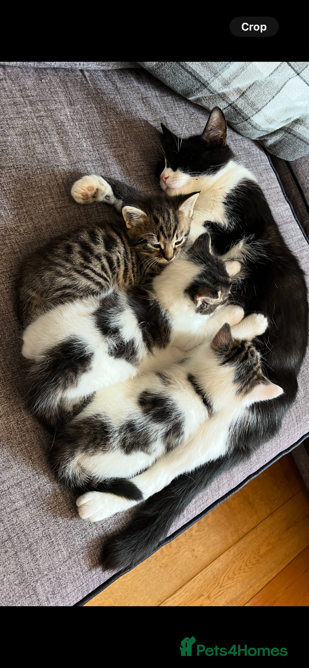 Mixed Breed cats for sale: 2 male kittens for sale  - Image 8