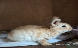 Mixed Breed rabbits for sale: Lion lop x Holland lop (Ready now) - Image 2