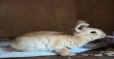 Mixed Breed rabbits - Advert 7