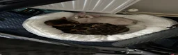 Bengal cats for sale: our stunning bengal boy lizard  - Advert 7