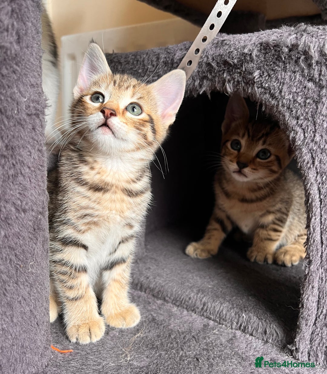Toyger cats for sale: Adorable kitten  - Image 31