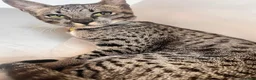 Savannah cats for sale: F5 Female Savannah Cat - Advert 1