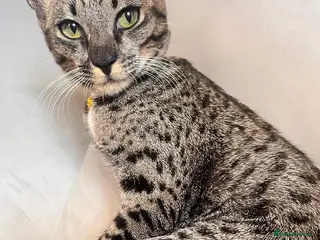 Savannah cats F5 Female Savannah Cat - Advert 3