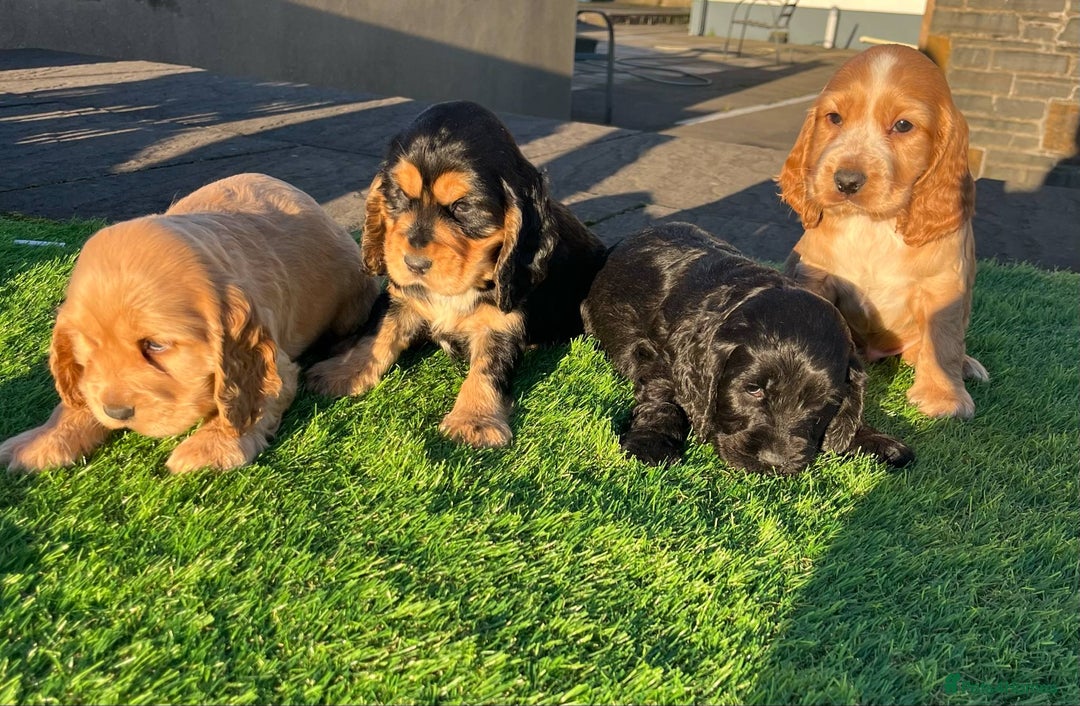 Cocker Spaniel dogs for sale: KC Registered Show Type Cocker Spaniels - Advert 9