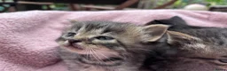 British Shorthair cats for sale: Friendly Tabby kittens  - Advert 6