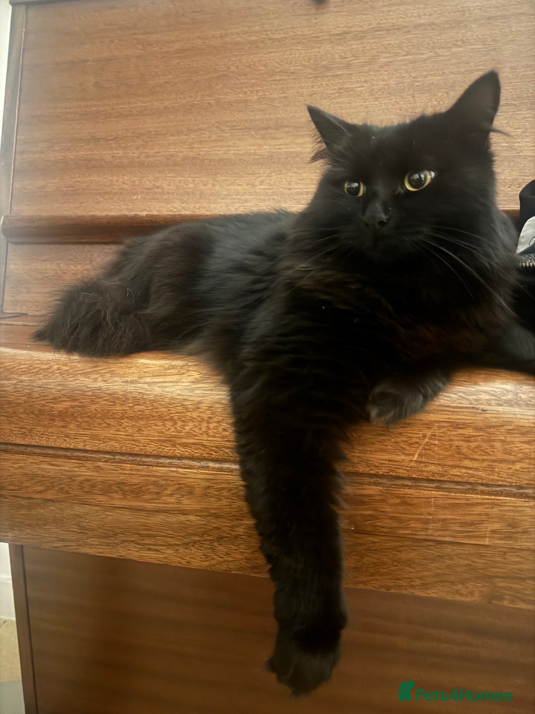 British Longhair cats for sale: Gorgeous Black Cats for New Loving Home  - Image 1