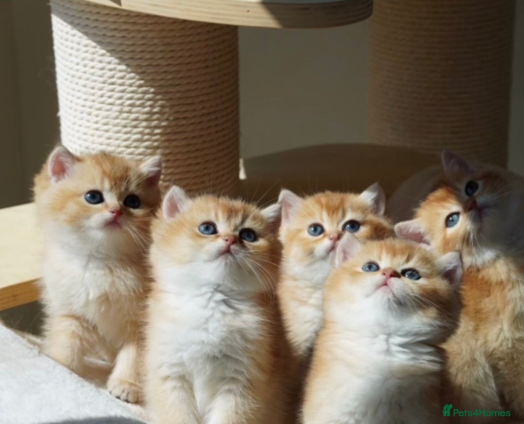 British Shorthair cats for sale: Last beautiful golden girl - Advert 4