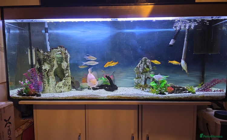 Other/Mixed Breed fish - Advert 1
