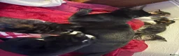 Mixed Breed cats for sale: Kittens for sale  in Bradford - Advert 7
