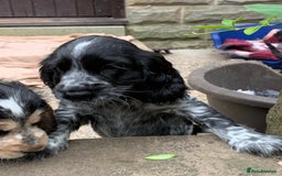 Cocker Spaniel dogs for sale: KC Show Carefully bred for Health and Temperament  - Image 10