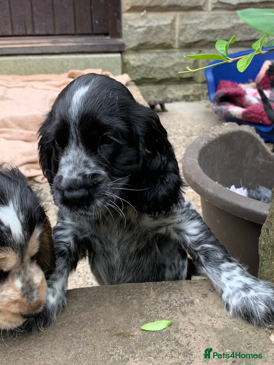 Cocker Spaniel dogs for sale: KC Show Carefully bred for Health and Temperament  - Image 10