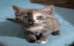 Maine Coon cats for sale: Maine Coon X kittens - Image 4