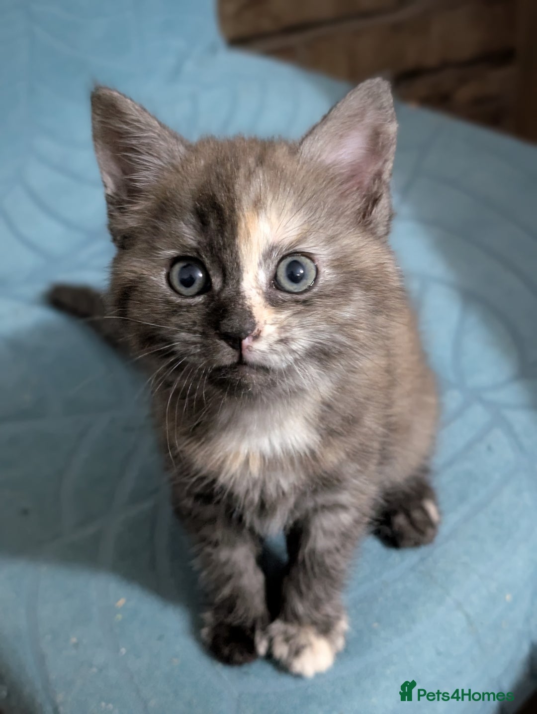 Maine Coon cats for sale: Maine Coon X kittens - Image 4
