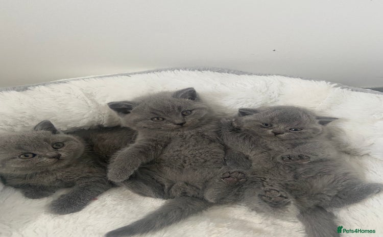 British Shorthair cats - Advert 15