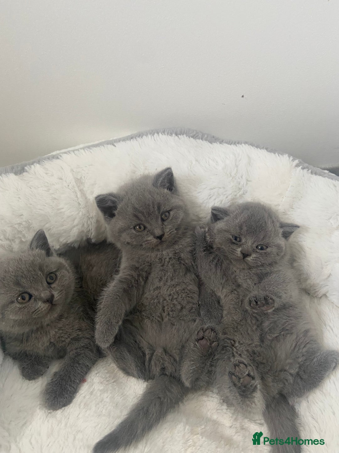 British Shorthair cats for sale: Gccf reg blue bsh kittens active - Image 4