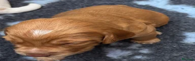 Cocker Spaniel 3