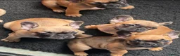 French Bulldog dogs for sale: Standard French bulldog puppies  in Dunfermline - Advert 14