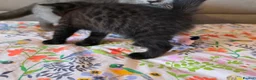 British Shorthair cats for sale: Ready to go British Shorthair kittens  - Advert 13