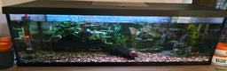 Catfish fish for sale: Complete Fish Tank Setup + Fishes - Advert 8