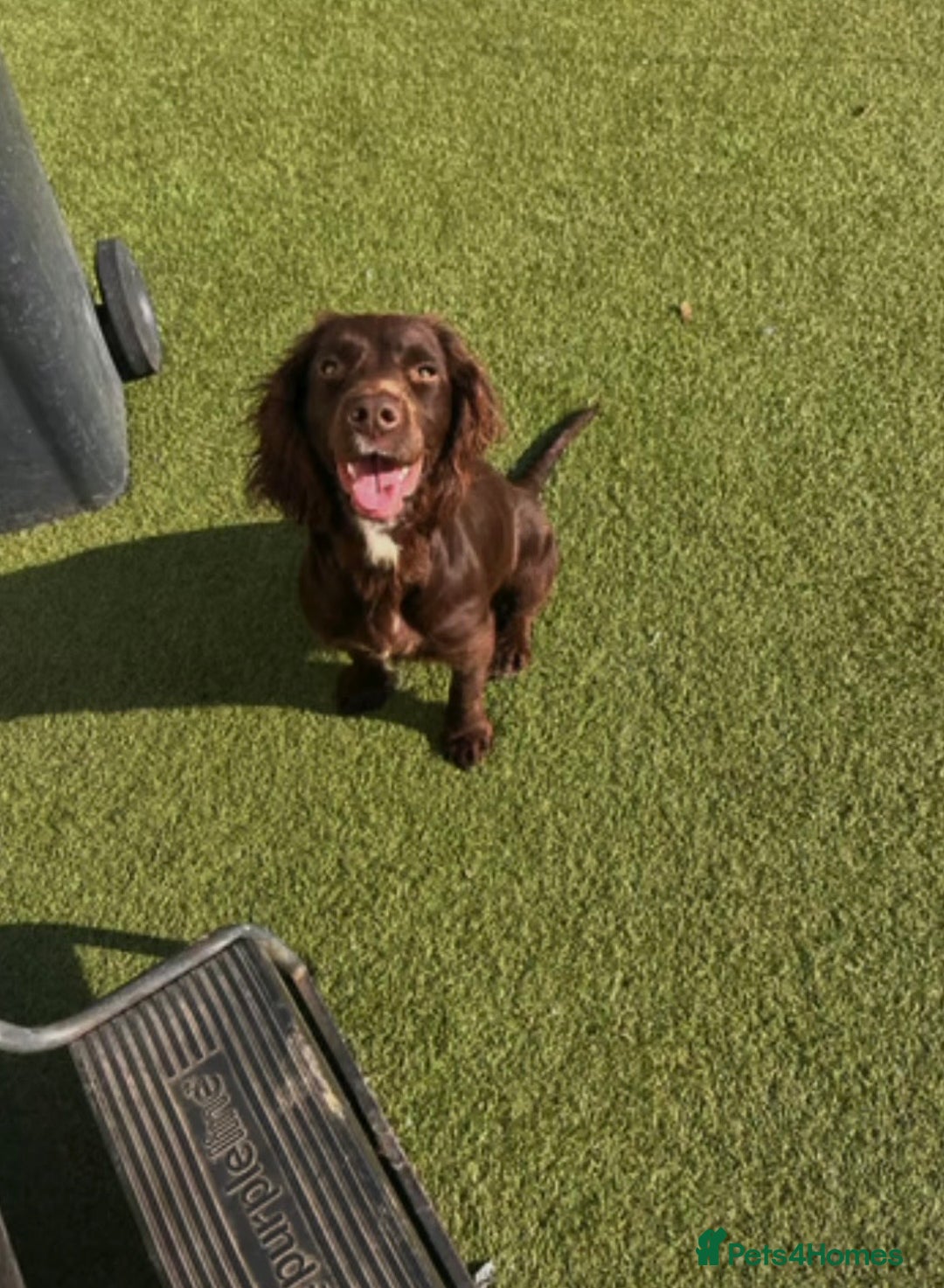 Cocker Spaniel dogs for sale: Cocker spaniel  - Advert 10