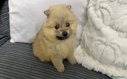 Pomeranian dogs for sale: ✨ Fluffy Pomeranian Puppies – Ready in October! - Image 17