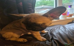 French Bulldog dogs for sale: Rare Sable Frenchie–Raised Right & Ready Now! 🍼🐾 in Preston - Image 23