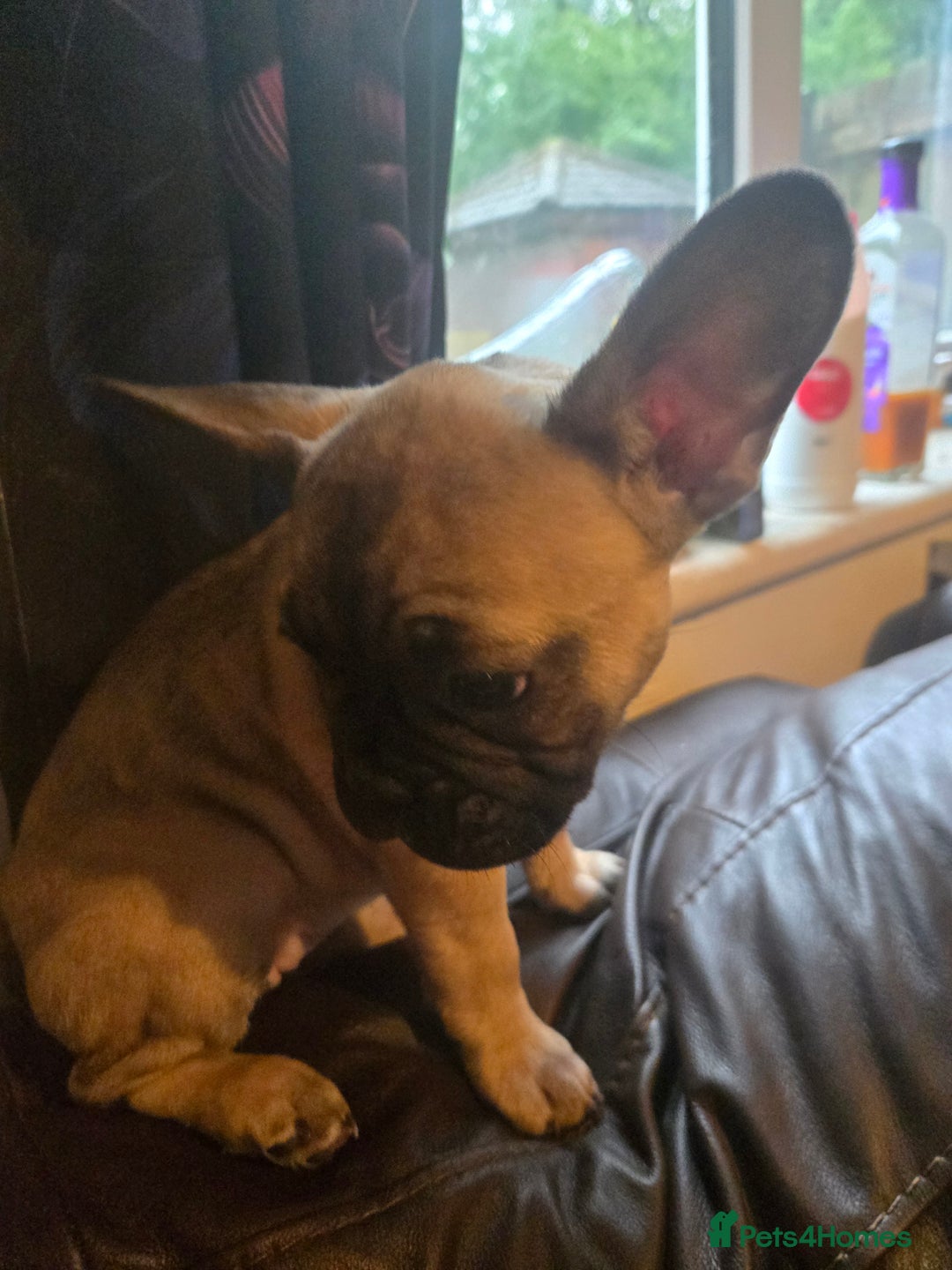 French Bulldog dogs for sale: Rare Sable Frenchie–Raised Right & Ready Now! 🍼🐾 in Preston - Image 23