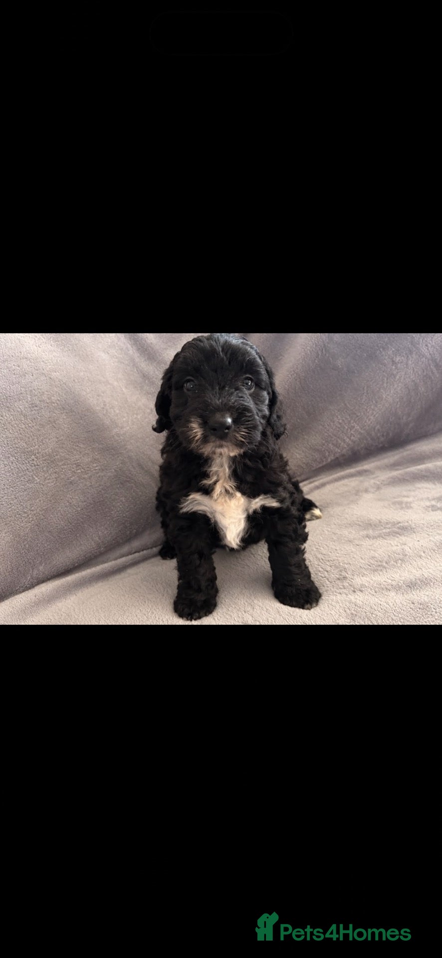Jackapoo dogs for sale: Jackapoo - Advert 2