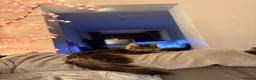Maine Coon cats for sale: Tilly - 1.5 yr old Maine coon - Advert 8