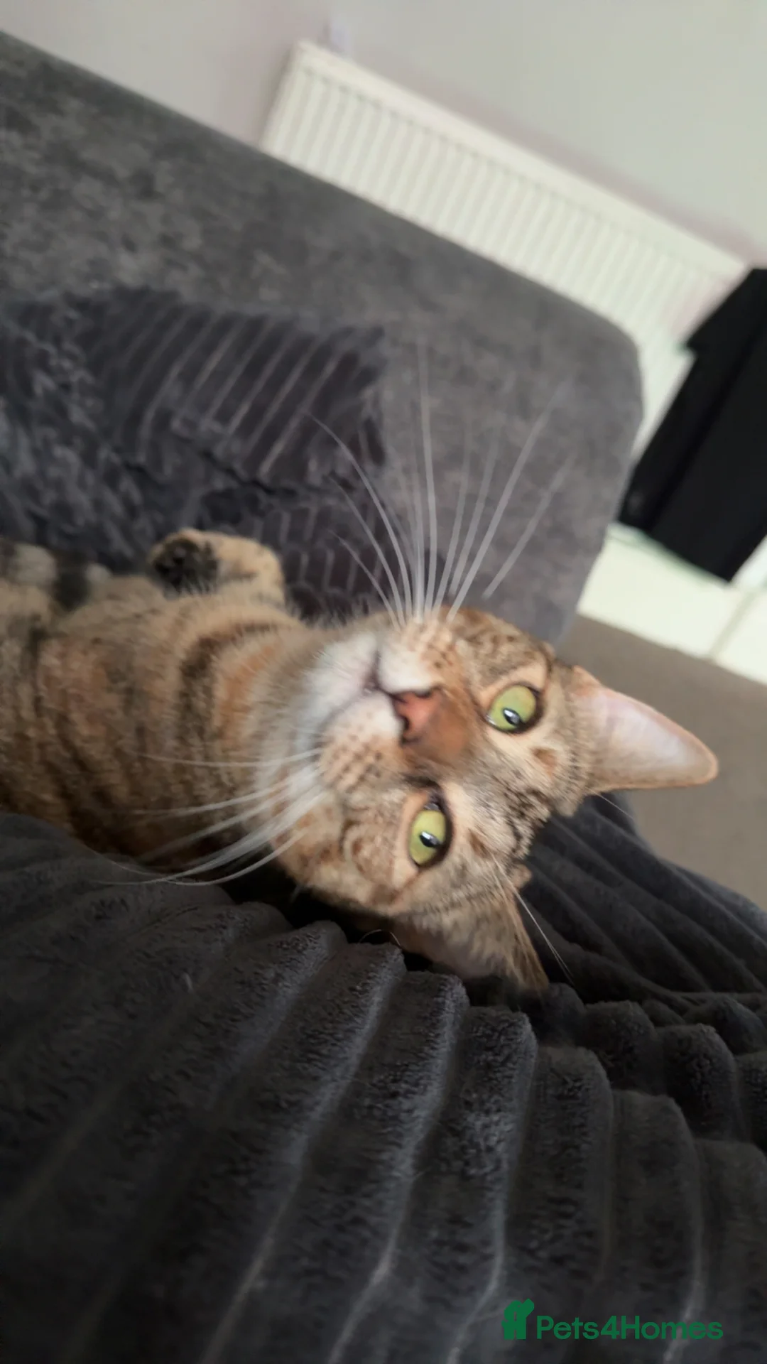 Mixed Breed cats for sale: 2 year old friendly tabby female - Advert 2