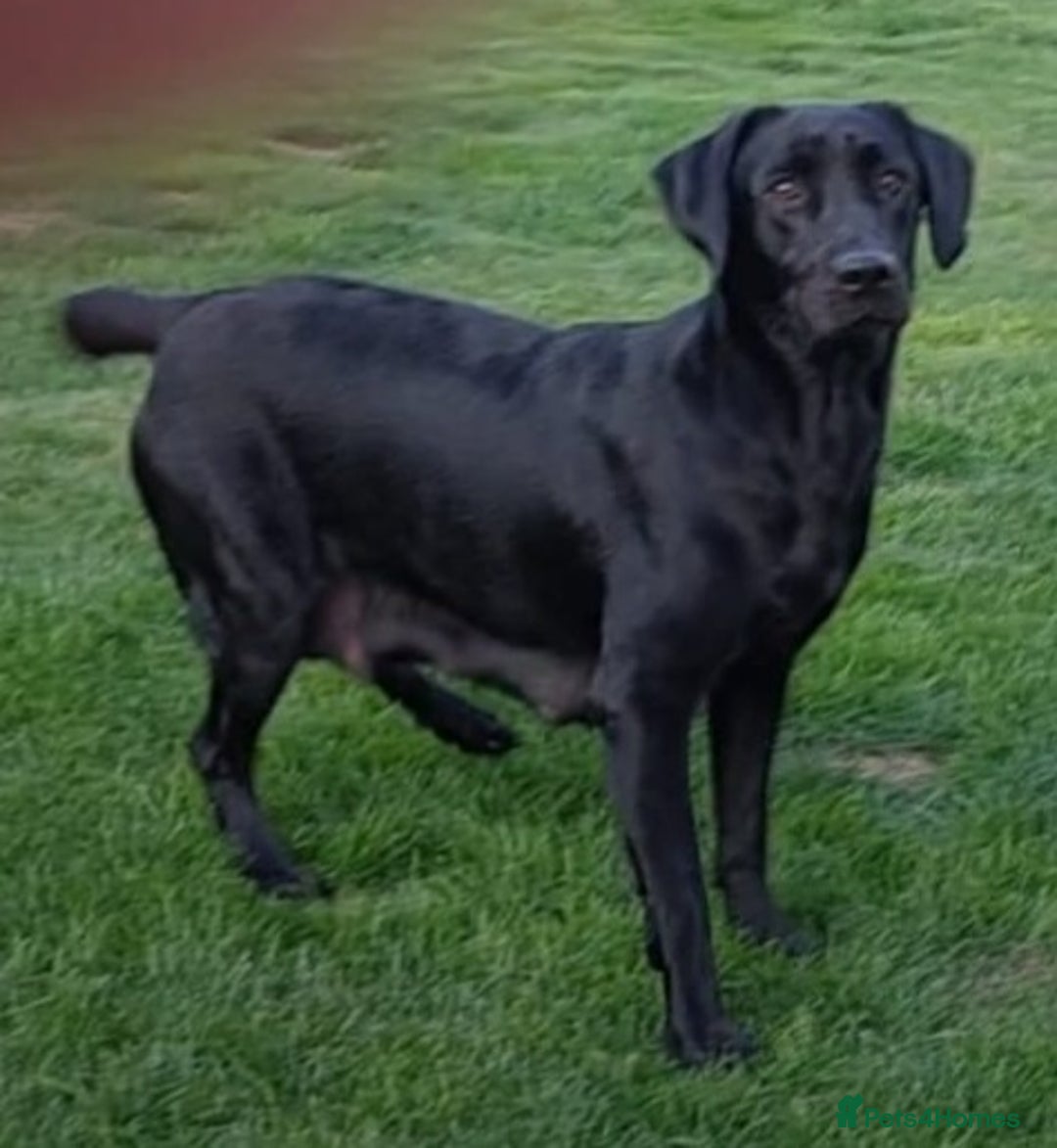 Labrador Retriever dogs for sale: Excellent KC Registered working Black Lab pups  - Image 12