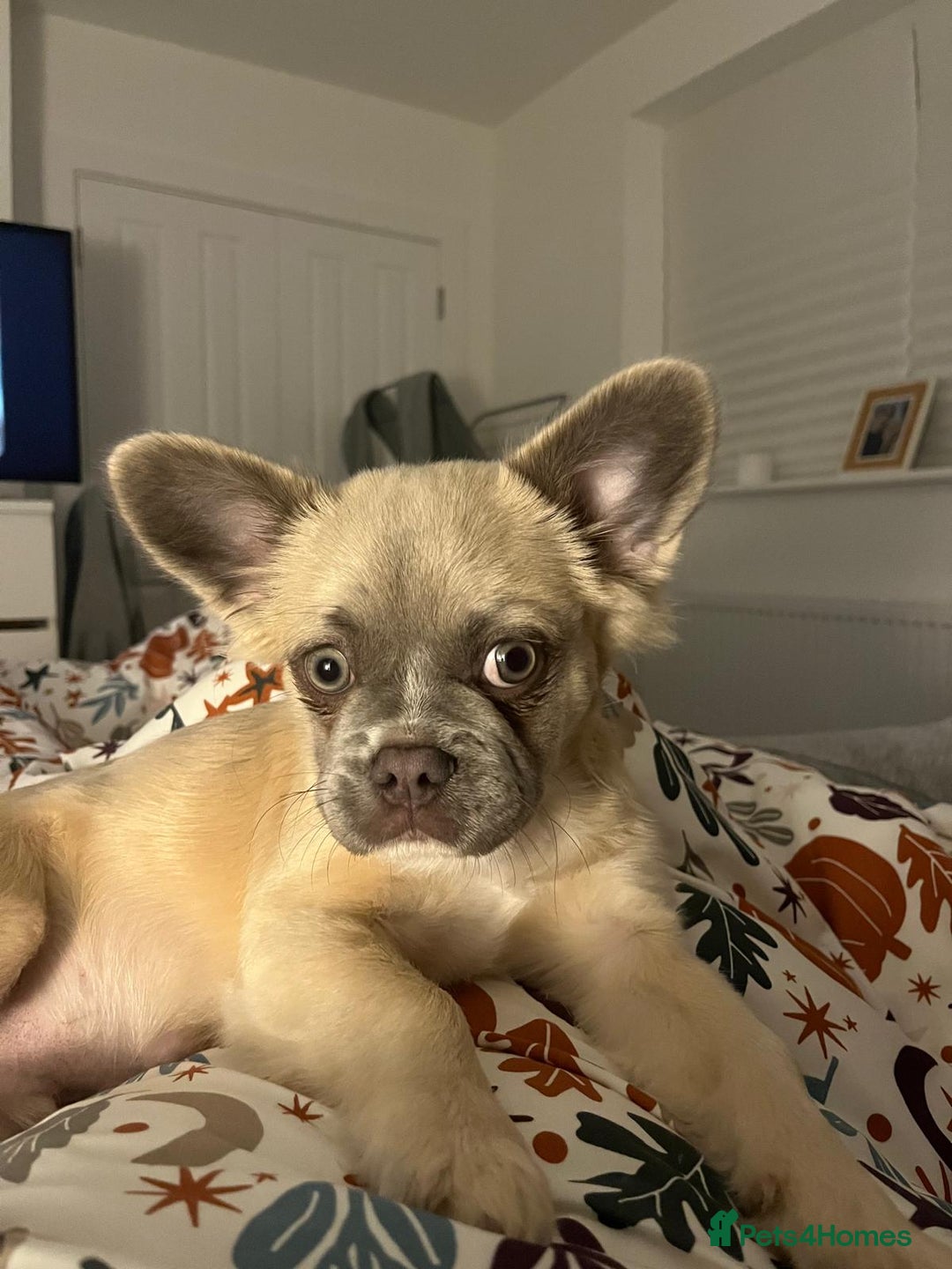 French Bulldog dogs for sale: Fluffy French Bulldog - Advert 7