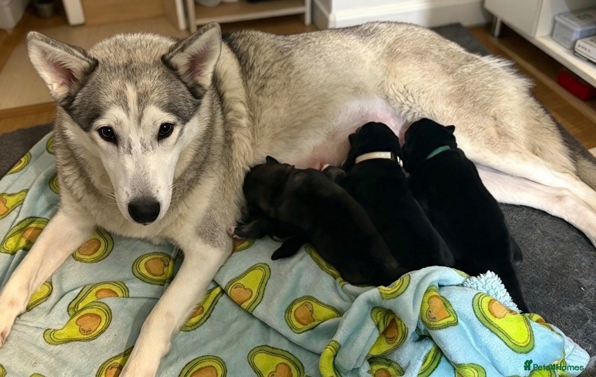 Shepsky dogs for sale: Shepsky puppies  - Advert 17