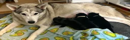 Shepsky dogs for sale: Shepsky puppies  in Manchester - Advert 1