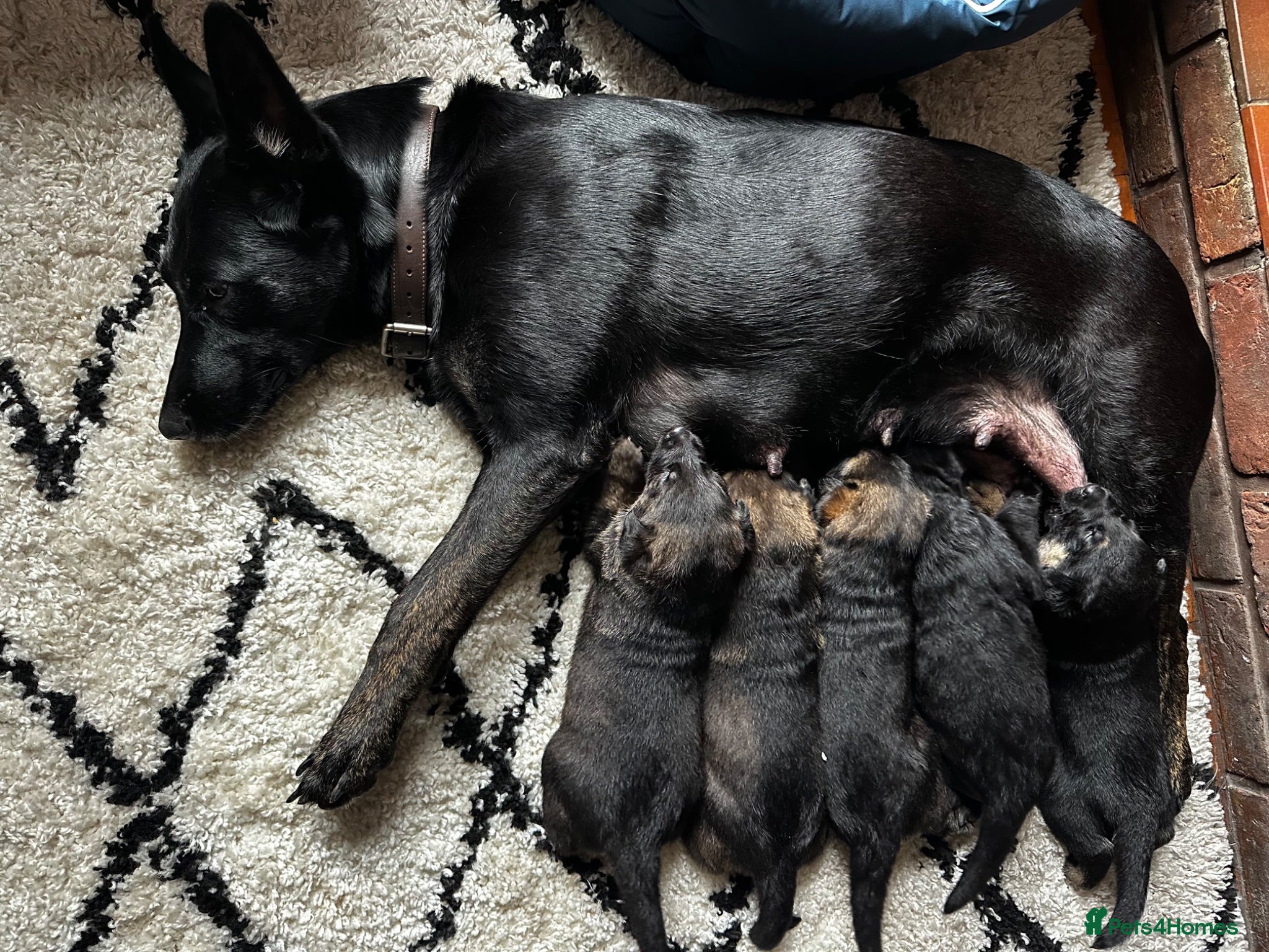 German Shepherd dogs Dutch shepherd x German shepherd puppies for sale - Advert 17