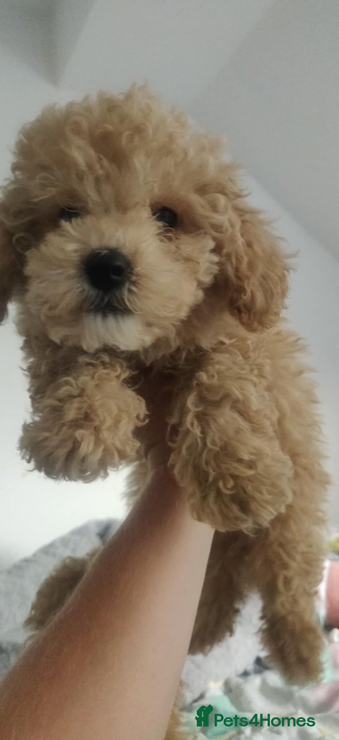 Maltipoo dogs for sale: Beautiful maltipoo puppys - Image 11