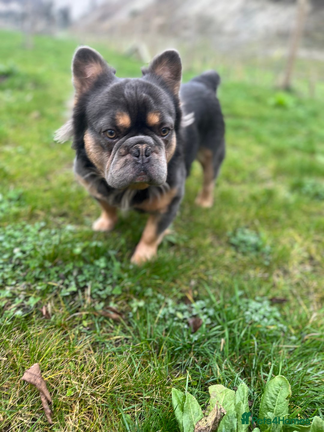 French Bulldog dogs for stud: Blue Fluffy French Bulldog  - Advert 7