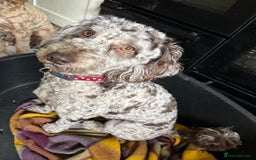 Cockapoo dogs for sale: Very sad sale merle cockapoo  - Image 4