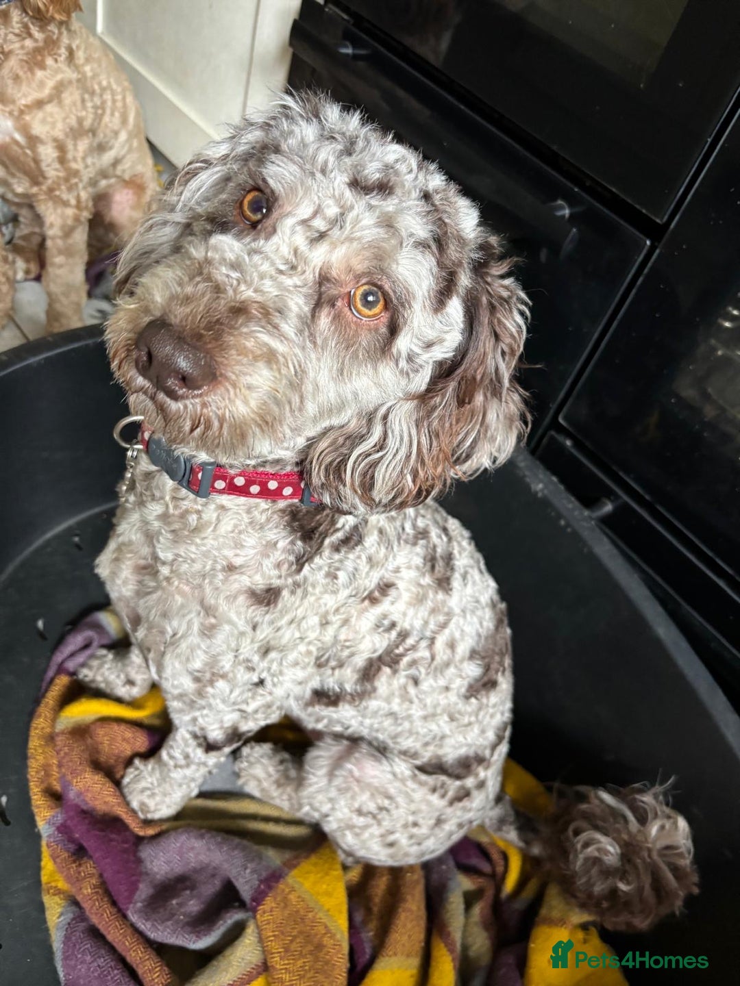 Cockapoo dogs for sale: Very sad sale merle cockapoo  - Image 4