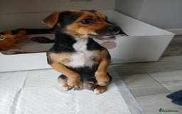 Jack Russell dogs for sale: Jack Russell/Pug puppies  - Image 2