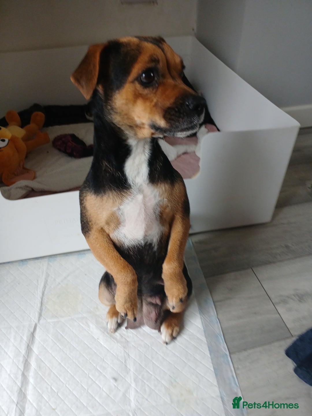 Jack Russell dogs for sale: Jack Russell/Pug puppies  - Image 2
