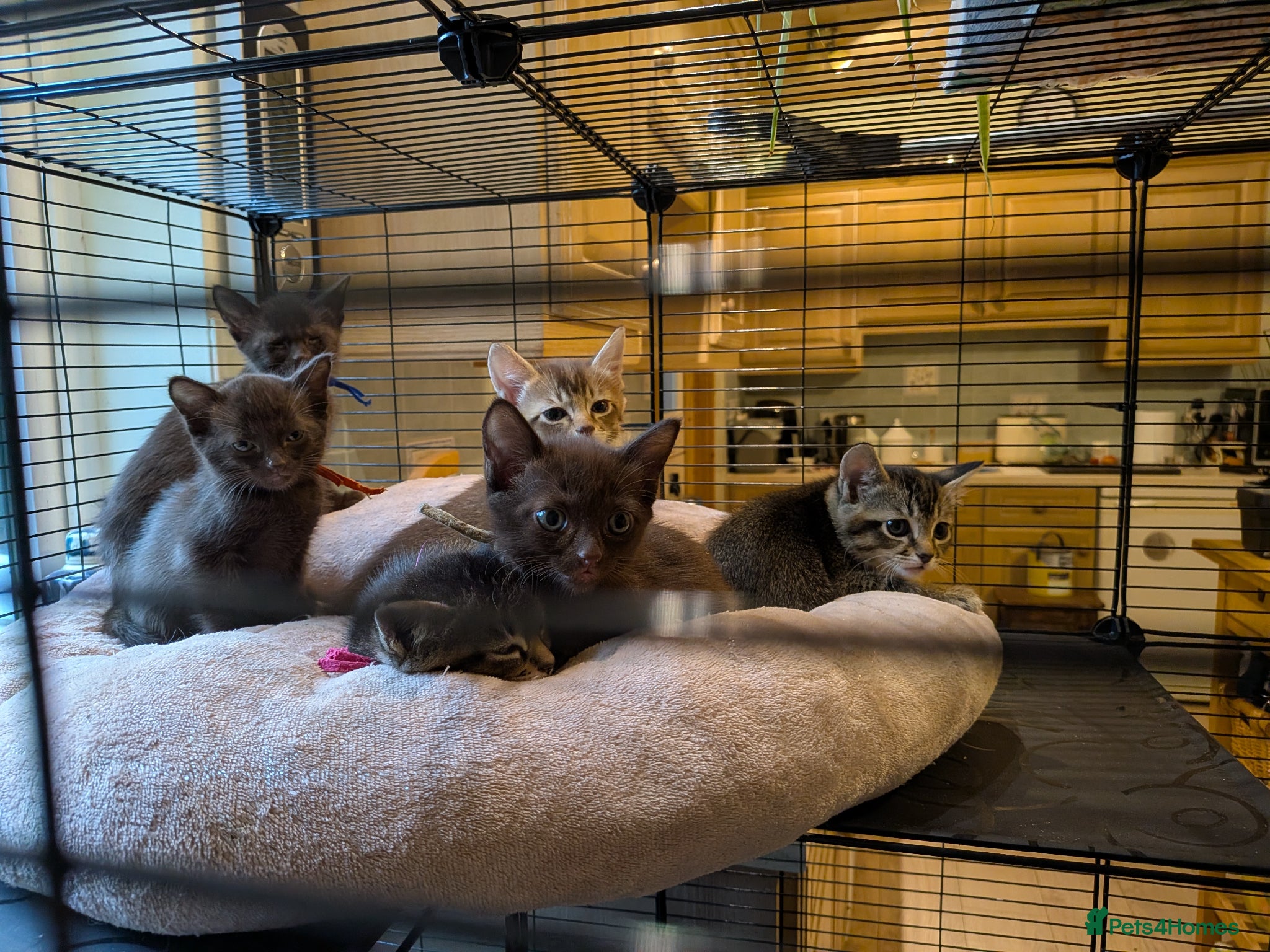 Burmese cats for sale: Burmese cross kittens - Advert 8