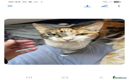 Mixed Breed cats for sale: 2 boys and 2 girls calico cats  - Image 5