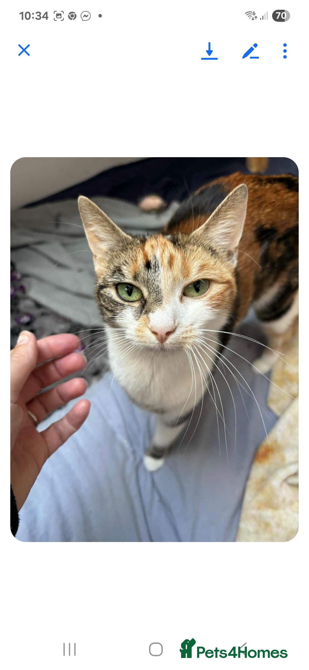 Mixed Breed cats for sale: 2 boys and 2 girls calico cats  - Image 5