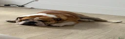 English Bulldog dogs for stud: 🐶 ENGLISH BULLDOG STUD 🐶  - Advert 7